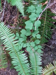 Vancouveria hexandra