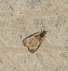 Olethreutes punctanum