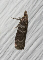 Ortholepis pasadamia