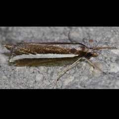 Carectocultus perstrialis