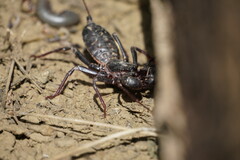 Mastigoproctus giganteus