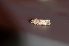 Phaecasiophora confixana