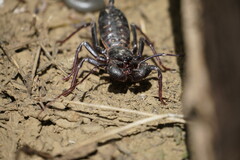 Mastigoproctus giganteus