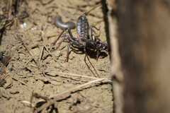 Mastigoproctus giganteus