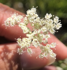 Perideridia lemmonii