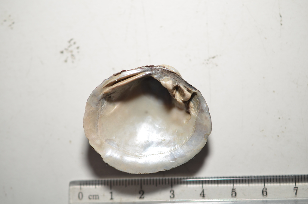 Round Hickorynut