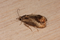 Olethreutes hamameliana