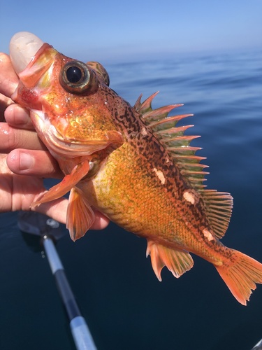 Freckled rockfish (Sebastes lentiginosus) — Sebastidae — 5