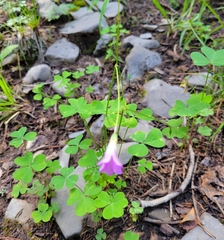 Oxalis metcalfei