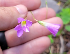 Oxalis metcalfei
