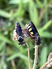 Bicyrtes insidiatrix