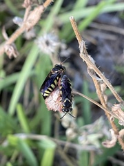 Bicyrtes insidiatrix