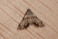 Eoparargyractis plevie