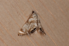 Eoparargyractis plevie