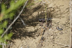 Mastigoproctus giganteus