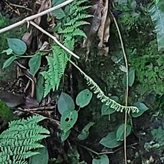 Cyclopogon congestus