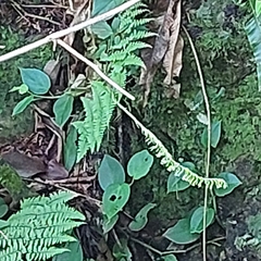 Cyclopogon congestus