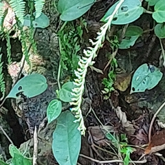 Cyclopogon congestus