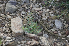 Aspidoscelis tesselatus