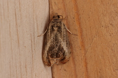 Olethreutes hamameliana