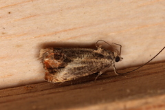 Olethreutes hamameliana