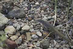 Aspidoscelis tesselatus