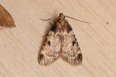 Aglossa costiferalis