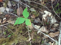Trillium ovatum
