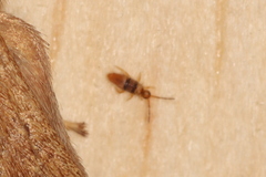 Entomobrya clitellaria
