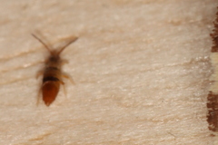 Entomobrya clitellaria