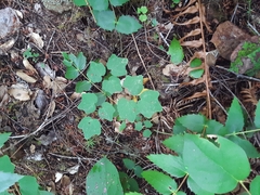 Vancouveria hexandra