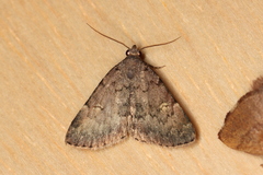 Idia concisa