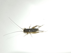 Modicogryllus