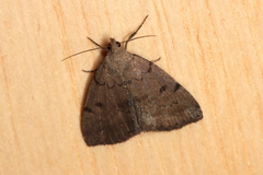 Zanclognatha dentata