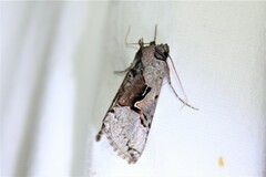 Autographa ampla