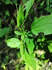 Kuwayamaea brachyptera