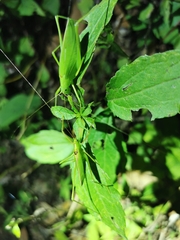 Kuwayamaea brachyptera