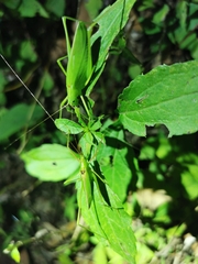 Kuwayamaea brachyptera