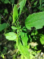 Kuwayamaea brachyptera