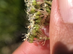 Perideridia lemmonii