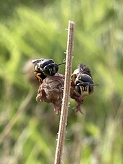 Bicyrtes insidiatrix