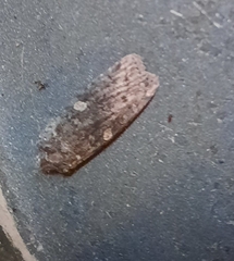 Lithophane antennata