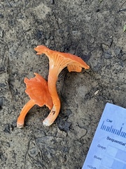 Cantharellus corallinus