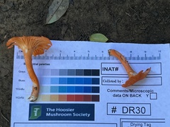 Cantharellus corallinus