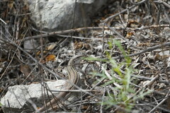 Aspidoscelis tesselatus