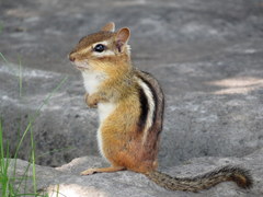 Eastern Chipmunk - Photo (c) Mike Leveille, some rights reserved (CC BY-NC), uploaded by Mike Leveille