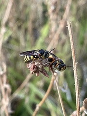 Bicyrtes insidiatrix