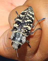 Lampetis dilaticollis