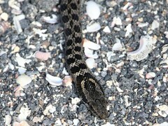 Pseudalsophis occidentalis