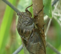 Megatibicen resonans